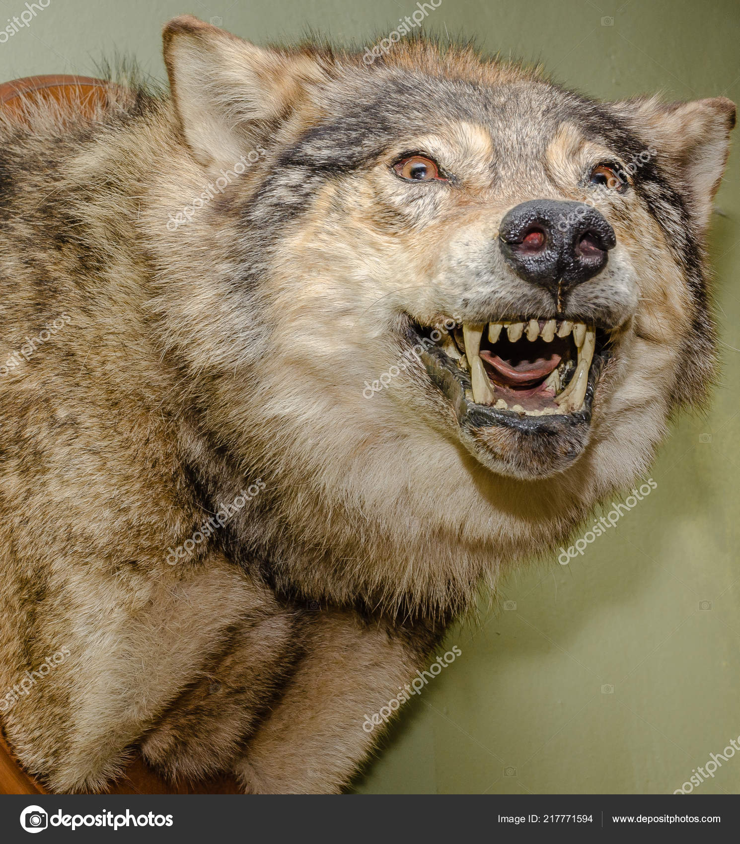 stuffed wolf head