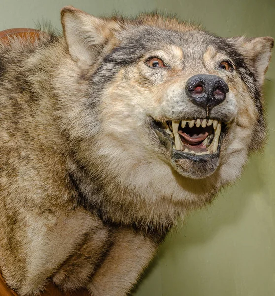 Фаршированная Голова Рычащего Серого Волка — стоковое фото