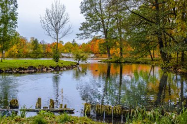 Sarı yapraklar halı zemin, altın dekorasyon, mavi su göle ağaçlarda kapsar..
