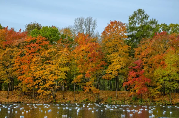 黄叶的地毯覆盖在地面上 树木在金色装饰 蓝色的水在湖中 — 图库照片