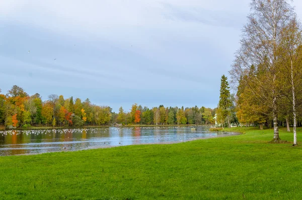 Green Grass Meadow Shore Lake Wall Flowering Autumn Trees Other — Stock Photo, Image