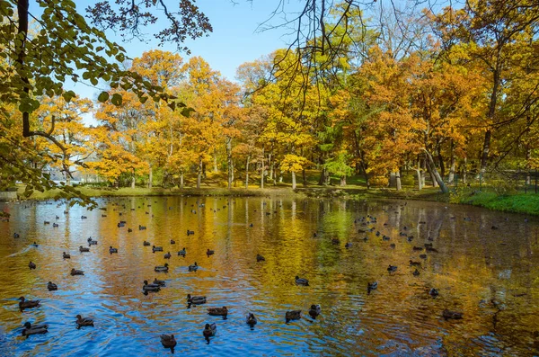 黄叶的地毯覆盖在地面上 树木在金色装饰 蓝色的水在湖中 — 图库照片