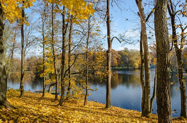 Mattan Gula Löv Täcker Marken Träden Guld Dekoration Blått Vatten — Stockfoto