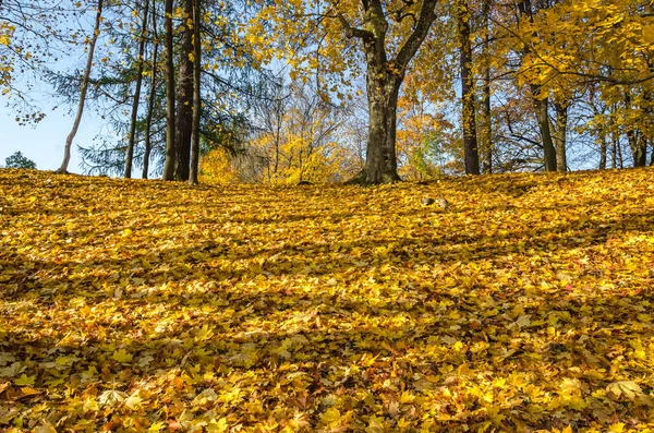 黄叶的地毯覆盖在地面上 树木在金色装饰 — 图库照片