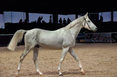 Gri elbise Stallion arenada etrafında yürüyor, onun yürüyüşü gösteren