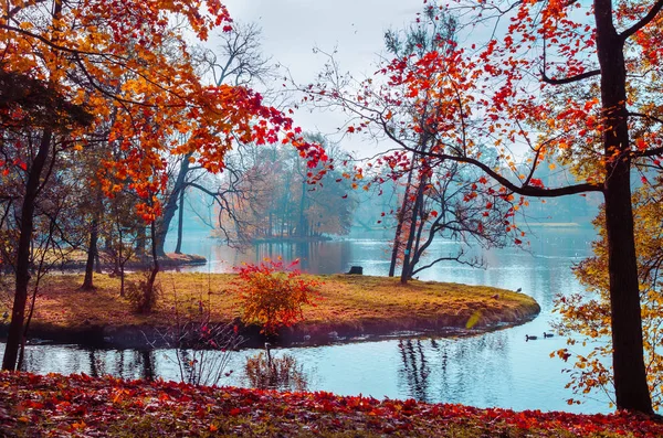 Carpet Orange Yellow Leaves Covers Ground Trees Autumn Attire Small — Stock Photo, Image