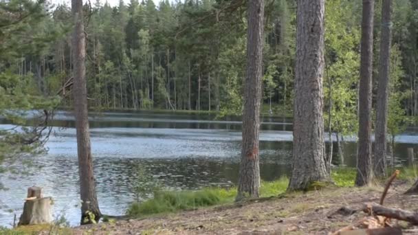 Une brise légère rattrape les ondulations à la surface de l'eau d'un lac forestier entouré de jeunes pins 