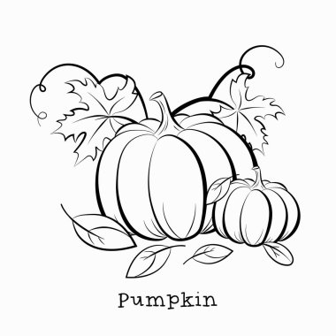 Pumpkin. Autumn still life. Picture for coloring. Vector illustration isolated on a white background. clipart