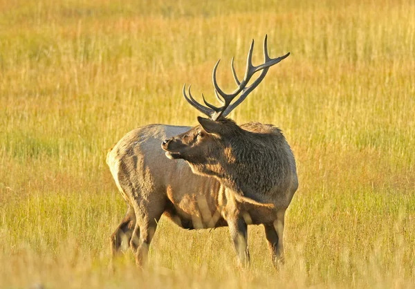 Bull Elk Soft Morning Light — Stock Photo, Image