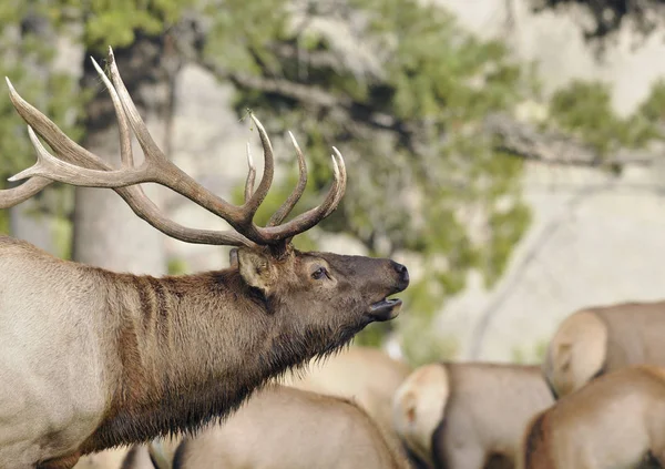 Elk Bull Calling Herd — Stock Photo, Image