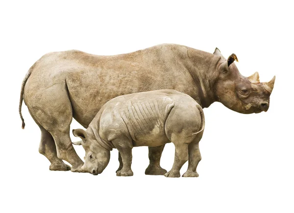 Gefährdetes Spitzmaulnashorn Mutter Und Junges Stockfoto