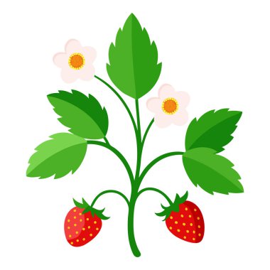 Çiçekli çilek ve beyaz arka planda meyve.