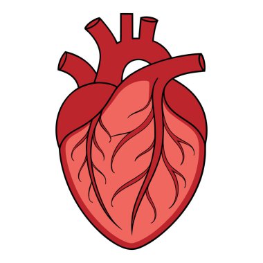 Beyaz arka planda insan kalbi anatomisi