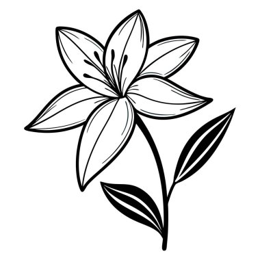 Beyaz arkaplanda siyah beyaz zambak çiçeği