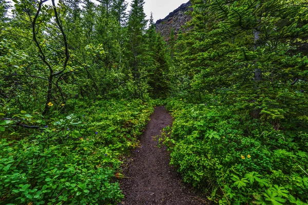 Asbyrgisskogur アイスランド北部の Asbyrgi 氷河渓谷の内部フォレスト徒歩通過 — ストック写真