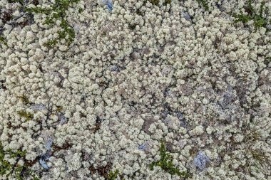 İskandinavya'da Reindeer liken Desen. 