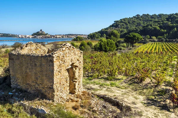 Vineyard area in Narbonne region, the ruined hut is at foregroun — Stock Photo, Image