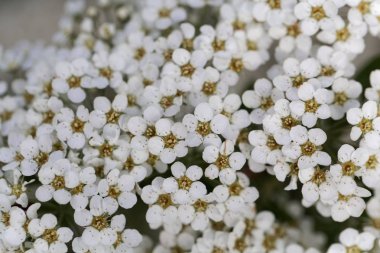 Bir spiraea çalı çiçekleri