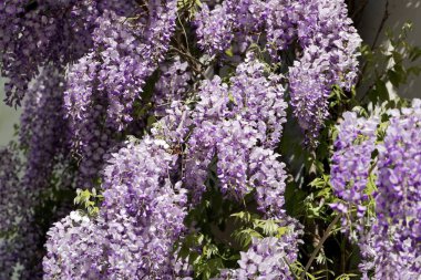 Japon Wisteria (Wisteria floribunda)