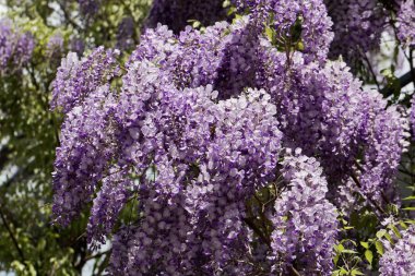 Japon Wisteria (Wisteria floribunda)