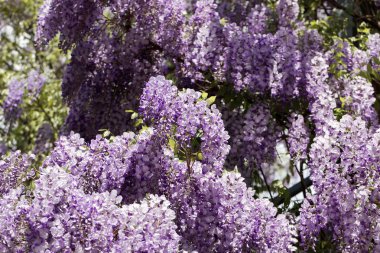 Japon Wisteria (Wisteria floribunda)