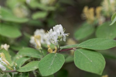 Sinek hanımeli (Lonicera xylosteum)