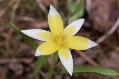 Vahşi lale Tulipa tarda