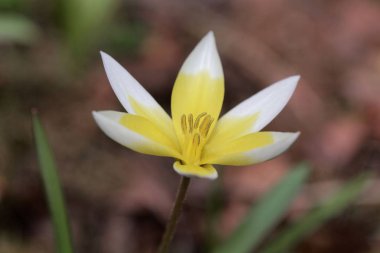 Vahşi lale Tulipa tarda