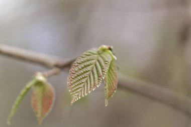 Çin ela ağacının yaprakları (Corylus chinensis)