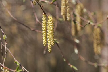 Sarı huş ağacının çiçekleri