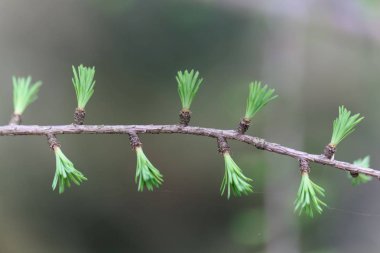 Bir tamarack genç iğneler (Larix laricina)