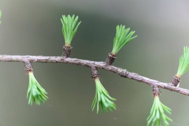 Bir tamarack genç iğneler (Larix laricina)
