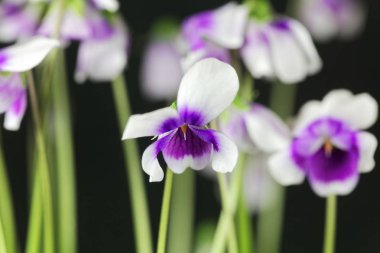 Avustralya'dan menekşe Viyola hederacea.