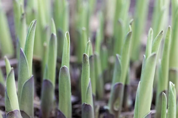 Świeże kiełki roślin lilii babkowych (hosta x cultorum) — Zdjęcie stockowe