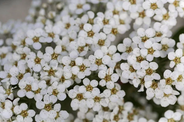 Bir spiraea çalı çiçekleri