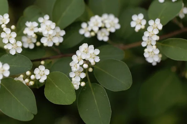 Fiori del biancospino Cotoneaster multiflorus . — Foto Stock