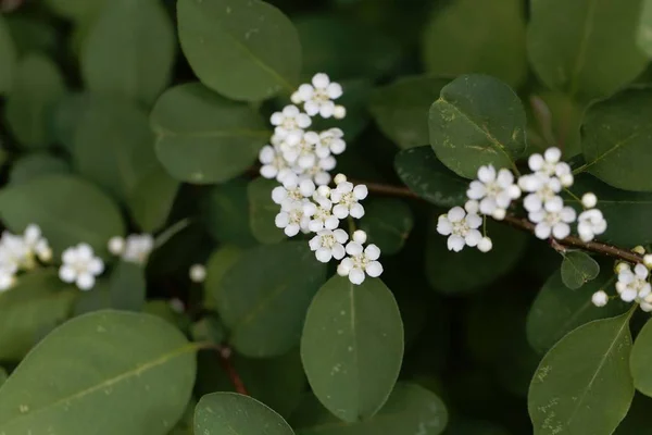 Fiori del biancospino Cotoneaster multiflorus . — Foto Stock