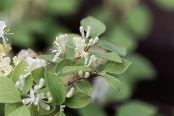 Летающая жимолость (Lonicera xylosteum ) — стоковое фото