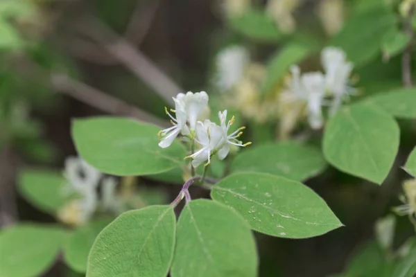 Madreselva mosca (Lonicera xylosteum ) — Foto de Stock