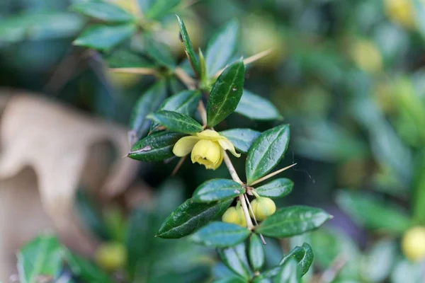 Arbusto verrugoso (Berberis verruculosa ) — Foto de Stock