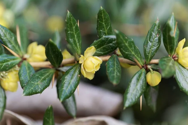 Siğil böğürtlen çalısı (Berberis verruculosa)