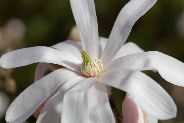 Flores blancas del kobus magnolia (Magnolia kobus ) — Foto de Stock