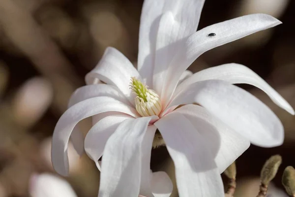 Flores blancas del kobus magnolia (Magnolia kobus ) — Foto de Stock