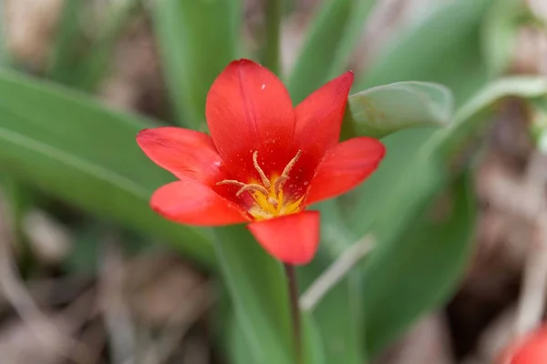 Tulipa-da-água (Tulipa kaufmanniana ) — Fotografia de Stock