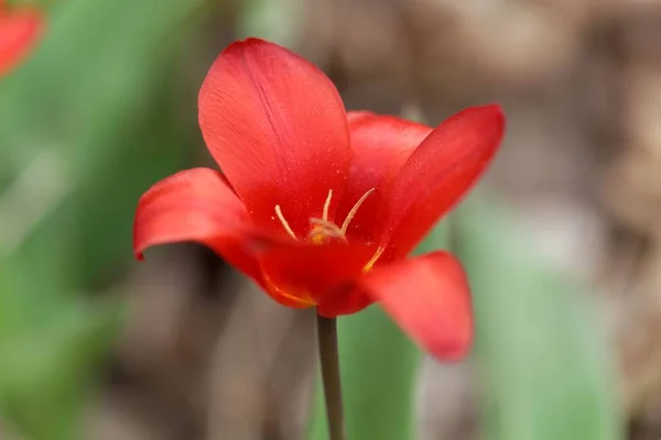 Tulipa-da-água (Tulipa kaufmanniana ) — Fotografia de Stock