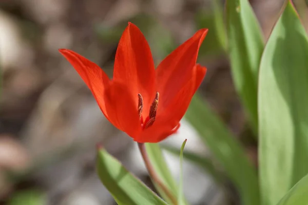 A tulipa selvagem Tulipa eichleri — Fotografia de Stock