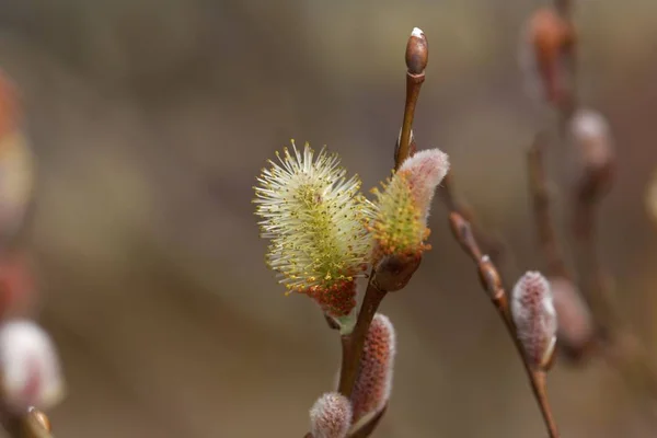 카파티안 버드나무 (Salix 실레시아카) — 스톡 사진