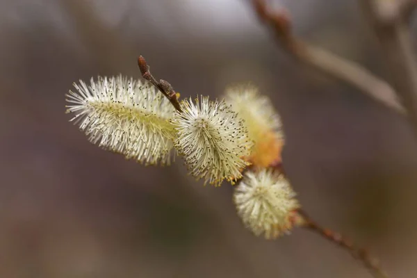 Korpatská Vrba (Salix silesiaca) — Stock fotografie