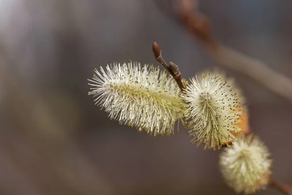 Carpati fűz (Salix silesiaca) — Stock Fotó