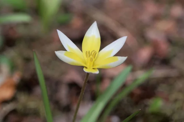 A tulipa selvagem Tulipa tarda — Fotografia de Stock